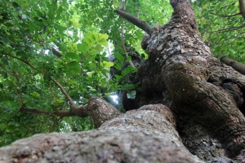 Cây thị cổ thụ 500 tuổi linh thiêng cỡ nào mà cả dòng họ trông coi như báu vật?