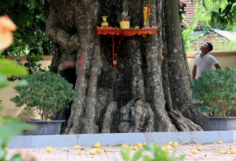 Người trong họ lập ban thờ nơi cây thị cổ thụ và nhang khói quanh năm.
