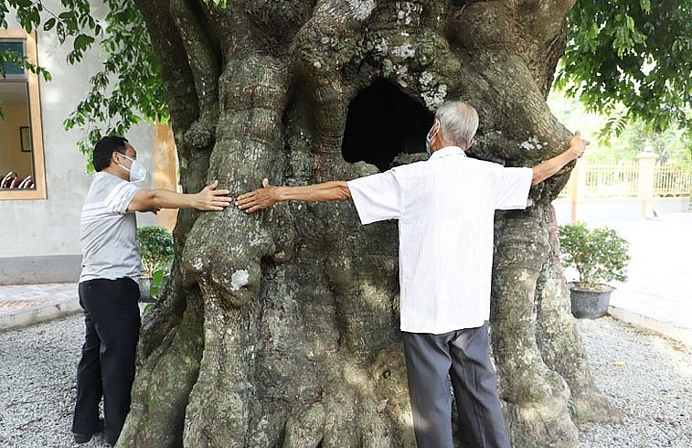 Thân cây thị cổ thụ khoảng 2,3 m, phải 4 người lớn dang tay ôm mới xuể.