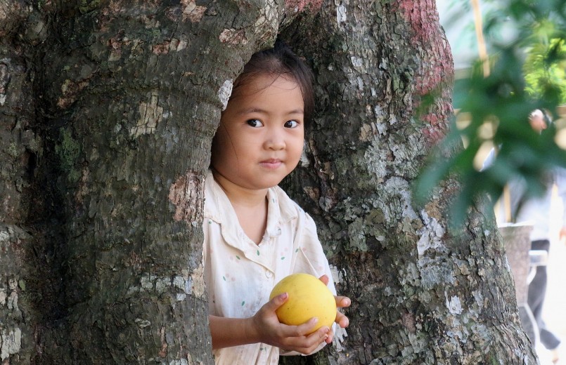 Cây thị cổ thụ gắn liền với nhiều thế hệ trẻ em trong dòng họ.