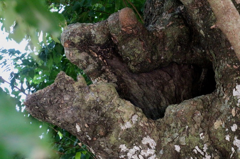 Một nhánh của cây thị cổ thụ đã bị gãy do mưa bão.