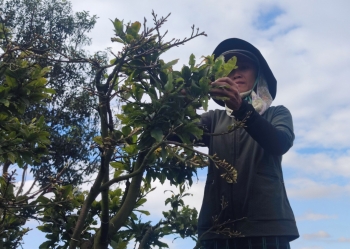 Mưa trái mùa tàn phá mai Tết, rớt nước mắt nhìn mai nở sớm lá lẫn nụ cháy khô