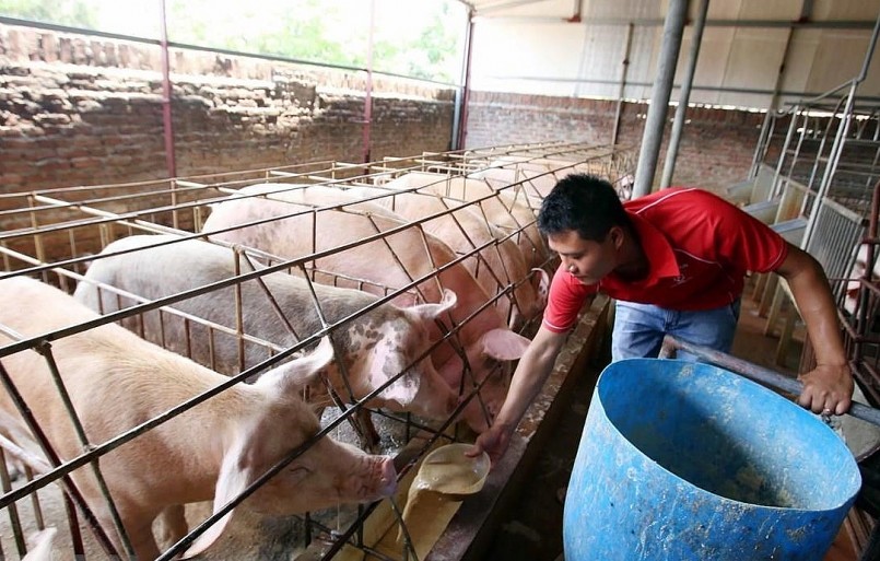 Giá heo hơi hôm nay tiếp tục biến động ở nhiều nơi kéo giá về sát mốc 50.000 đồng/kg. Giá heo hơi hôm nay tiếp tục biến động ở nhiều nơi kéo giá về sát mốc 50.000 đồng/kg.