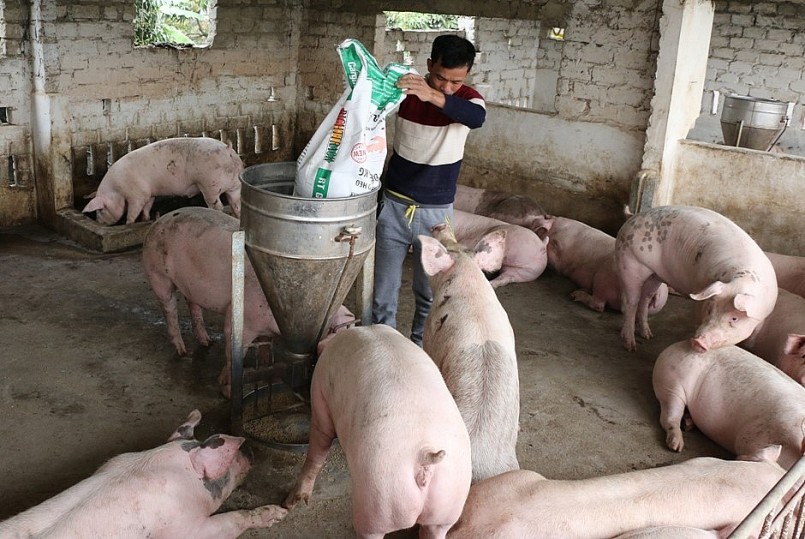 Giá heo hơi giảm sát mốc 50.000 đồng/kg khiến người chăn nuôi thua lỗ nặng. Giá heo hơi giảm sát mốc 50.000 đồng/kg khiến người chăn nuôi thua lỗ nặng.