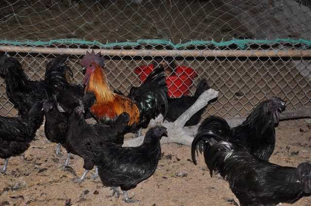 Gà Mông đen vào dịp Tết có giá 400.000 đồng/kg được nhiều khách đặt hàng Gà Mông đen vào dịp Tết có giá 400.000 đồng/kg được nhiều khách đặt hàng