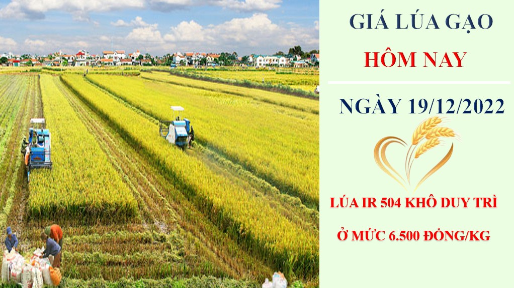 Giá lúa gạo hôm nay 18/12/2022: Tổng kết tuần qua giá gạo xuất khẩu tiếp tục tăng