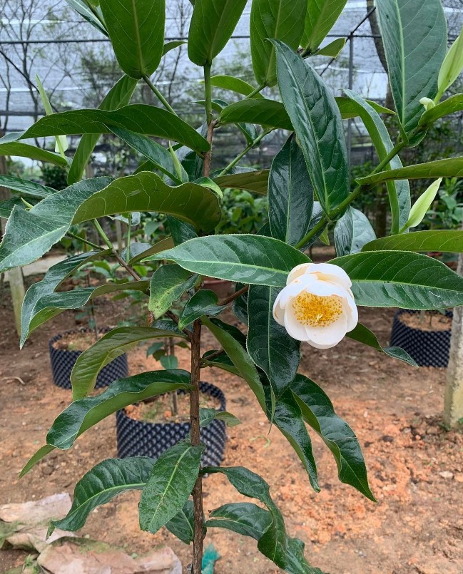 Hoa hải đường trắng hay còn gọi là bạch hải đường tượng trưng cho sự trong sạch cao quý, tinh khôi...