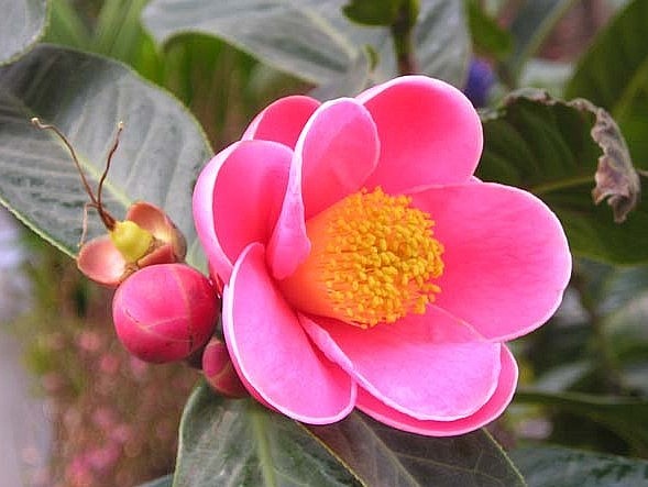 Hoa hải đường sặc sỡ với sắc trắng, vàng và đỏ. 