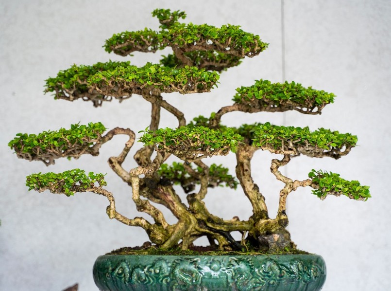 Dáng độc, lạ của kiểng sam núi