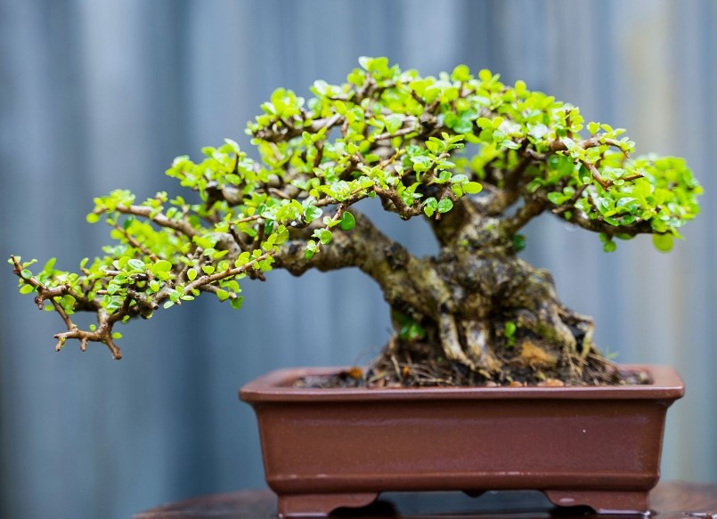 Bonsai sam núi được nhiều người yêu thích.