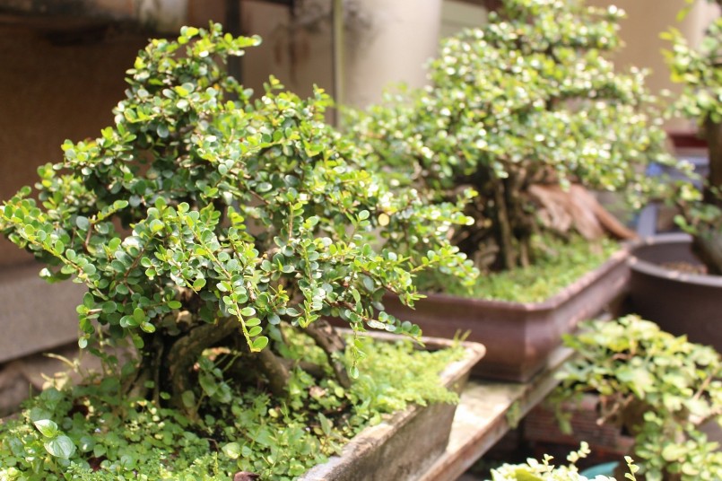 Nhiều người trồng cây sam núi vì chúng có giá trị kinh tế cao.