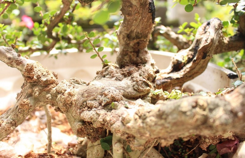 Về lâu dài vỏ sam núi giống như những cây cổ thụ, từ đó cho giá trị cao.