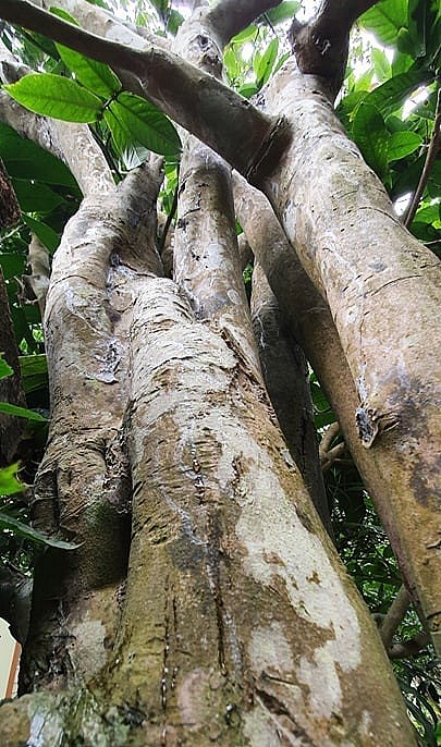 Cây hải đường cổ thụ hơn trăm tuổi có chiều cao khoảng hơn 8 mét.