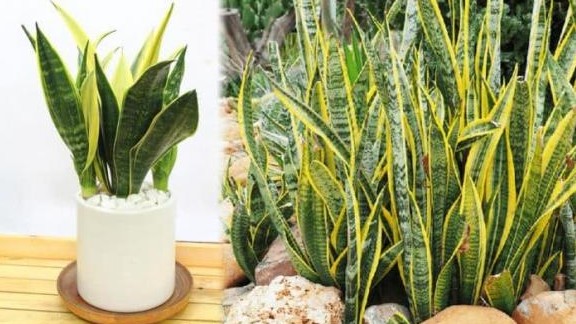 Cây lưỡi hổ rất thích 3 thứ vứt đi này, chôn xuống đất chồi non mọc lên "điên cuồng"