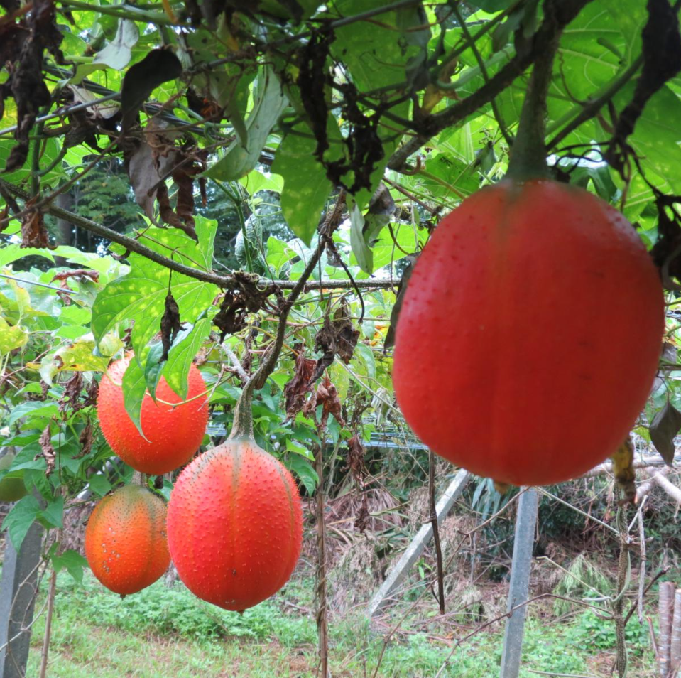 Loại quả là "thần dược" cho mắt nhưng lại được ít người sử dụng