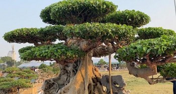 Chiêm ngưỡng những cây sanh cổ được hét giá vài chục tỷ đồng, xứng tầm hay ảo ma Canada