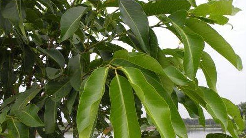 Tác dụng của lá vối đối với sức khỏe và lưu ý khi sử dụng