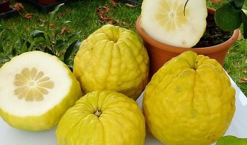 Loại quả xưa rụng đầy gốc không ai hay, nay 300.000 đồng/kg vẫn được săn lùng để chưng Tết