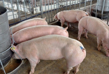 Giá heo hơi hôm nay 19/12 lặng sóng, lộ diện những bất thường của thị trường heo hơi