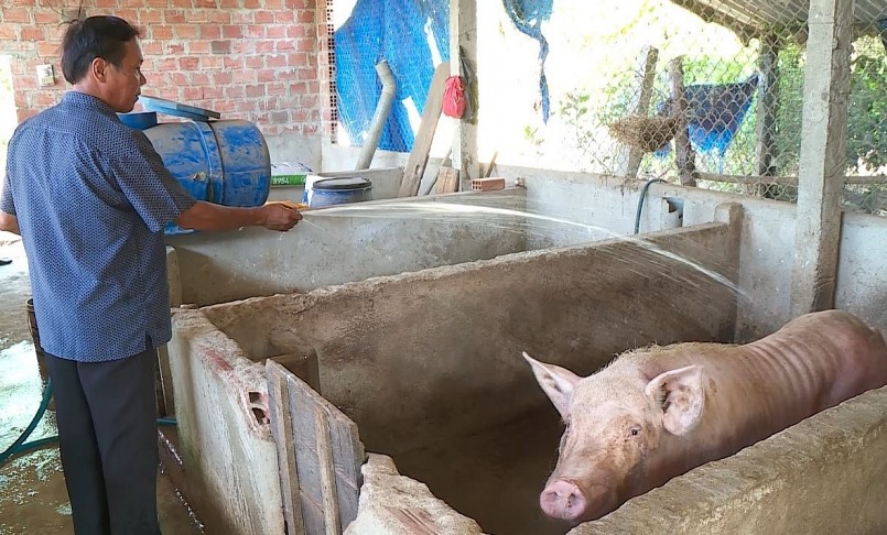 Giá heo hơi duy trì ở mức thấp khiến người chăn nuôi thua lỗ nặng. Giá heo hơi duy trì ở mức thấp khiến người chăn nuôi thua lỗ nặng.