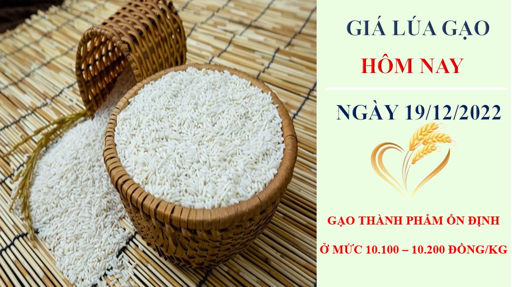 Giá lúa gạo hôm nay 19/12/2022: Giá đi ngang, thị trường giao dịch sôi động