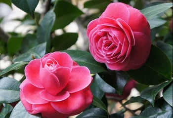 Tại sao trong nhà nhất định phải có chậu hoa tượng trưng cho sự thanh cao và trường thọ này?