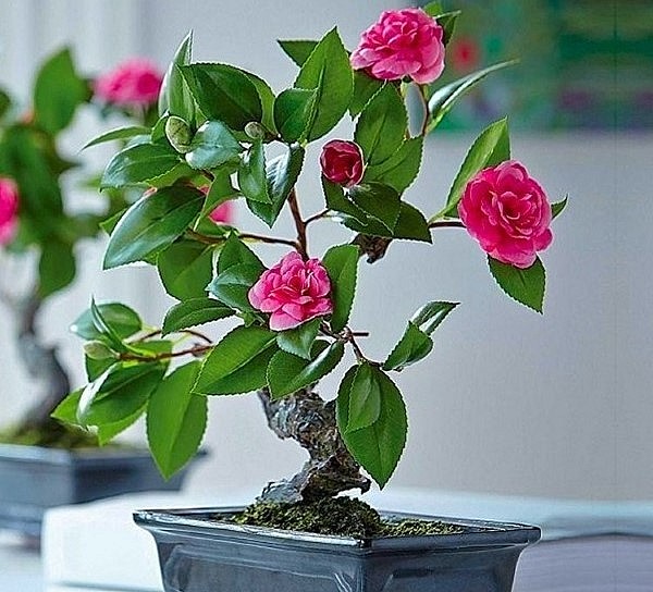 Trà my còn được tạo dáng bosai.