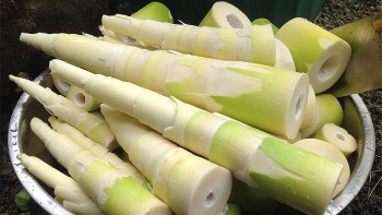 Loại cây mọc tua tủa trong rừng, xưa nhà nghèo ăn “cứu đói”, nay nấu sườn được món canh vừa ngon lại bổ