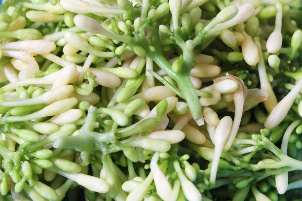 Loại hoa nhỏ xíu có tên dễ nghe