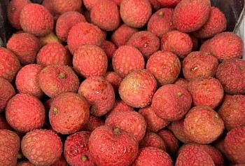 Vải thiều Úc đi chuyên cơ về Việt Nam, gần 1,3 triệu đồng/kg vẫn đắt hàng