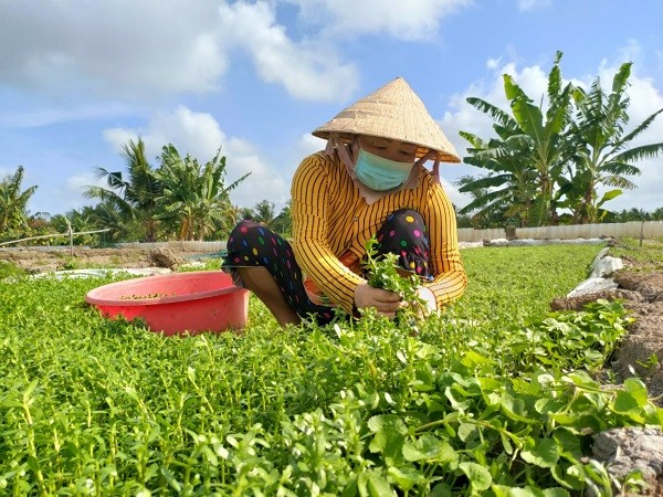 Nhờ trồng rau đắng biển mà chị mua thêm được đất nông nghiệp Nhờ trồng rau đắng biển mà chị mua thêm được đất nông nghiệp