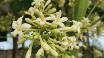 Cách biến hoa đu đủ đực thành thuốc quý chữa ho cực tốt