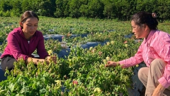 Đặc sản xứ Thanh ‘Đại Việt đệ nhất danh sâm’ danh bất hư truyền, gây sốt trên thị trường dược liệu