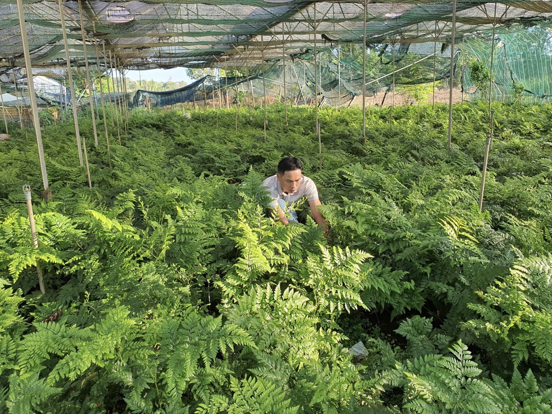 Mô hình trồng dương xỉ Pháp của anh Dũng