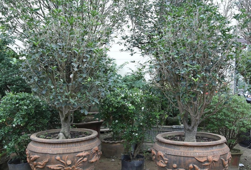 Những cây mộc hương này hiện cũng có giá vài trăm triệu đồng. Những cây mộc hương này hiện cũng có giá vài trăm triệu đồng.