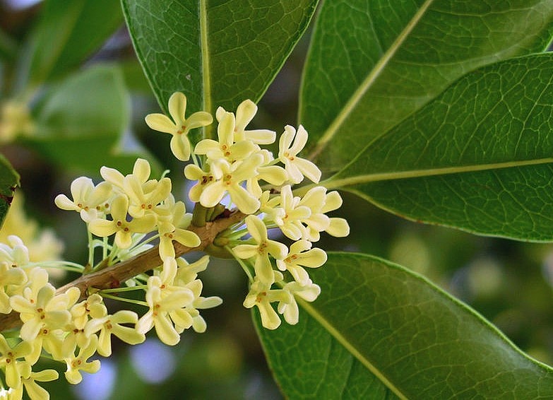 Hoa mộc hương không rực rỡ nhưng đằm sâu vẻ thuần khiến thoảng đưa mà gây thương nhớ. Hoa mộc hương không rực rỡ nhưng đằm sâu vẻ thuần khiến thoảng đưa mà gây thương nhớ.