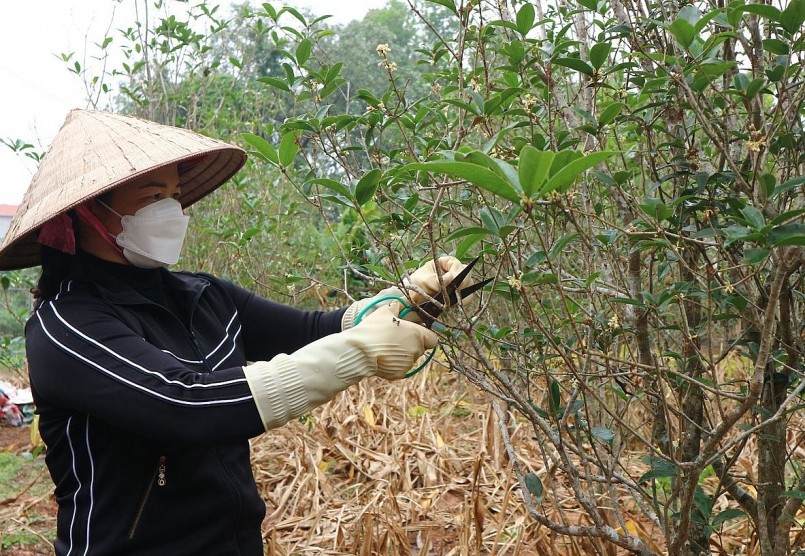 Để có một cây mộc hương đẹp, chị Toan thường xuyên vun gốc, tưới cây, cắt bỏ cành sâu, bé để tạo dáng và cho ra nhiều hoa. Để có một cây mộc hương đẹp, chị Toan thường xuyên vun gốc, tưới cây, cắt bỏ cành sâu, bé để tạo dáng và cho ra nhiều hoa.
