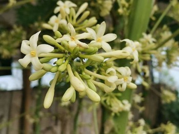 Cách biến hoa đu đủ đực thành thuốc quý chữa ho cực tốt