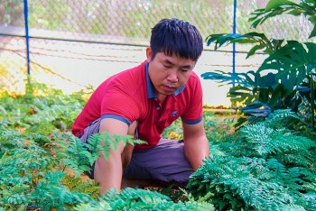 Dựng nhà lưới để trồng cây mọc hoang này, chỉ bán lá anh nông dân cũng có cơ ngơi bạc tỷ