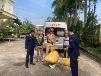 Quảng Ninh: Phát hiện, buộc tiêu hủy gần 133kg nội tạng lợn đang bốc mùi