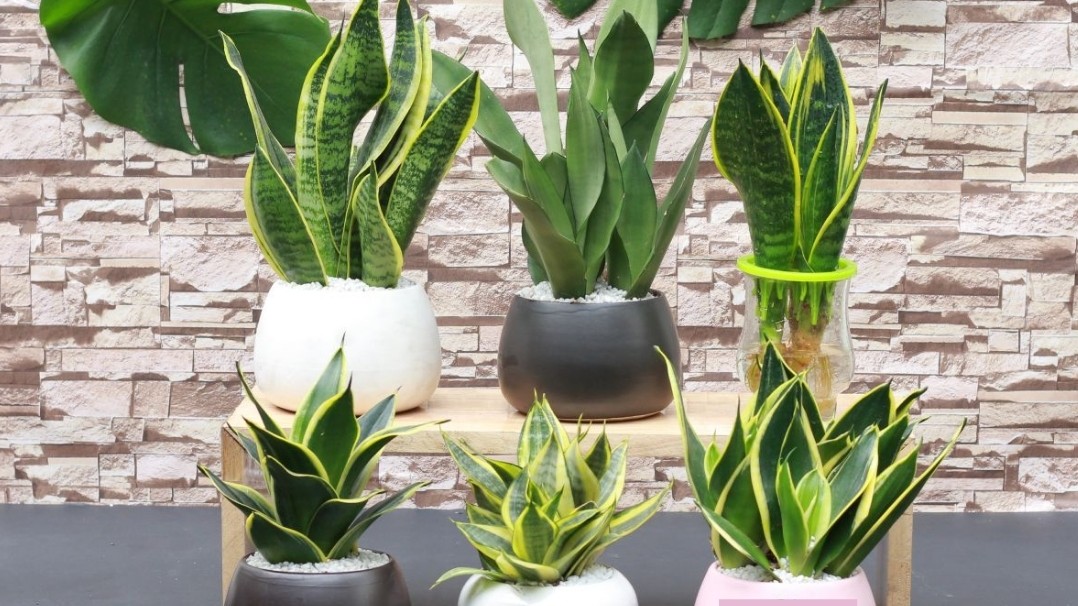 3 loại cây cảnh không ưa nắng lại “lười ăn ít uống” vẫn phát triển điên cuồng