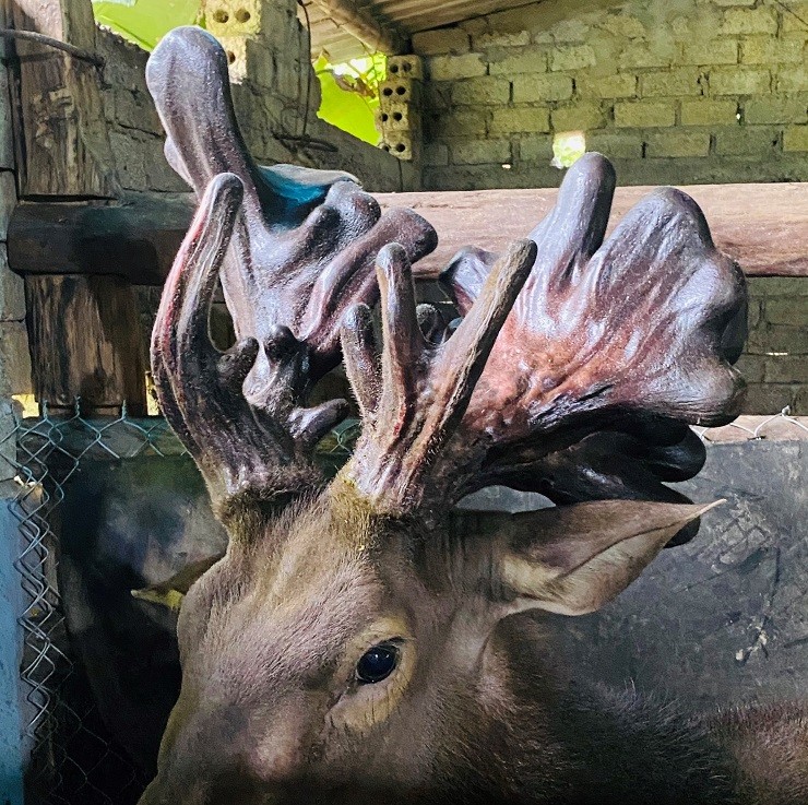 Cặp nhung nai này có trọng lượng lớn nhất từ trước đến nay