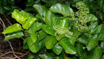 Một số bài thuốc dân gian chữa bệnh từ lá vọng cách