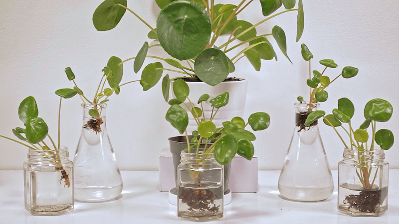 6 loại cây được ví như "nam châm hút tiền” cho năm mới, chớ dại mà bỏ qua