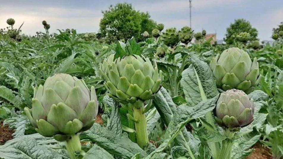 Loại hoa dùng trang trí bỗng thành đặc sản được "săn lùng", vừa ngon vừa tốt cho sức khỏe