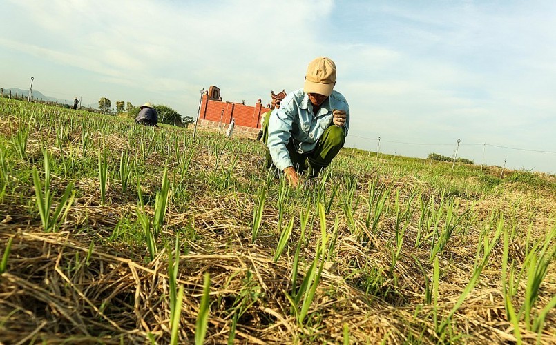 Trồng tỏi không tốn công chăm sóc, chi phí đầu tư cũng không nhiều. Ảnh: Thanh Phúc
