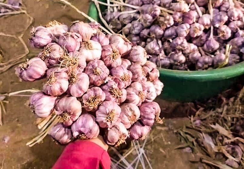 Với giá bán 30.000 đồng/kg tỏi tươi và 55.000 đồng/kg tỏi khô, mỗi sào tỏi người dân có thu nhập 15-20 triệu đồng. Ảnh: Thanh Phúc