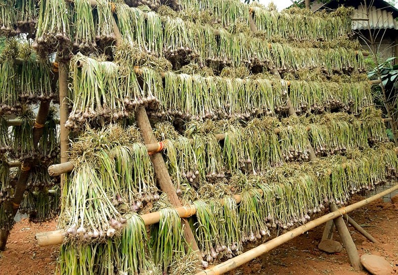 Nếu chưa được giá thì người dân thu hoạch xong về phơi khô, bảo quản chờ khi giá tỏi tăng mới đem bán. Ảnh: Thanh Phúc