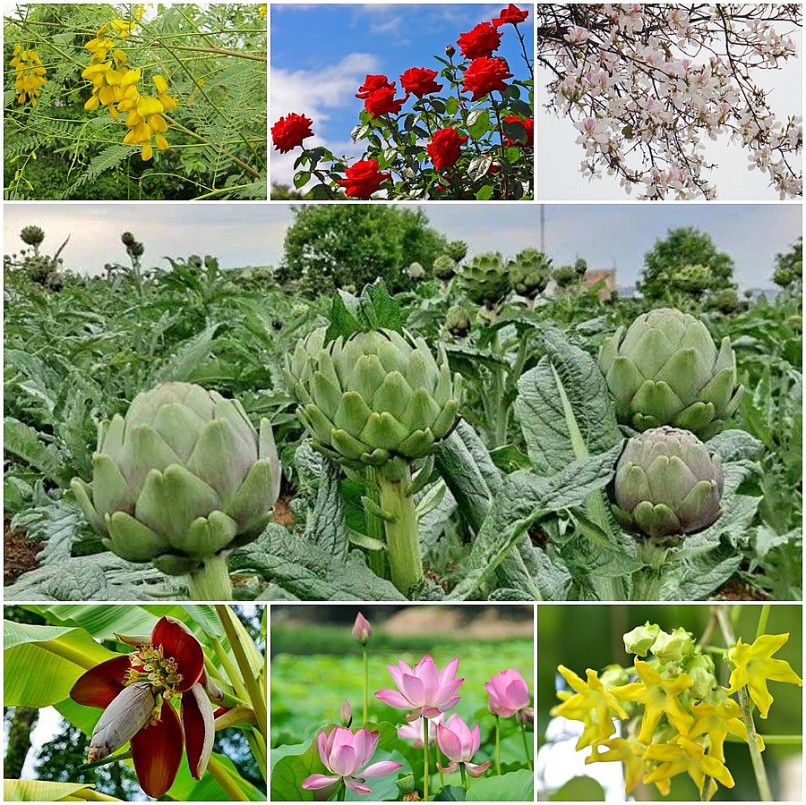 Loại hoa dùng để trang trí thành đặc sản được "săn lùng", vừa ngon vừa tốt cho sức khỏe