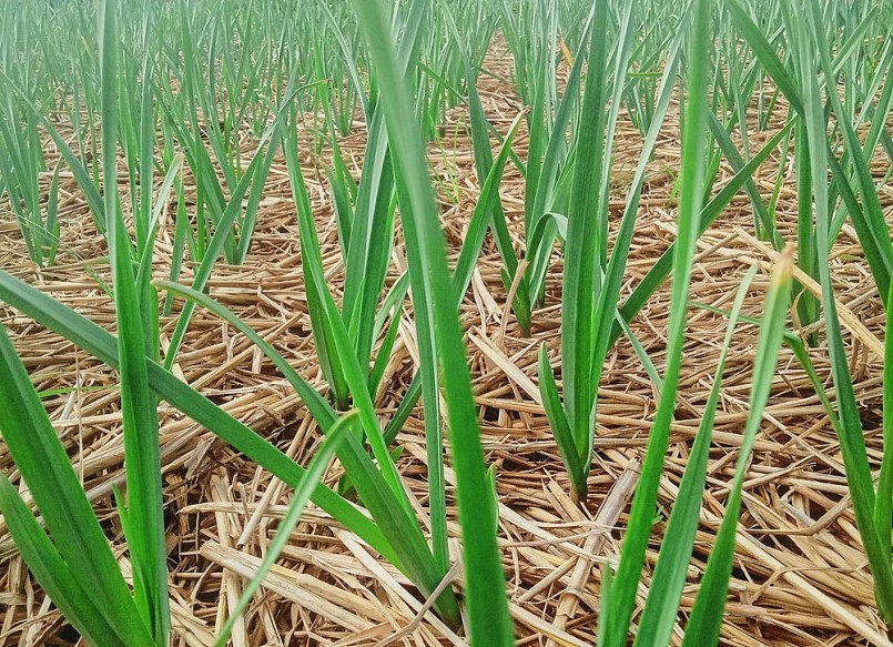 Trồng tỏi không tốn công chăm sóc, chi phí đầu tư cũng không nhiều. Ảnh: Thanh Phúc